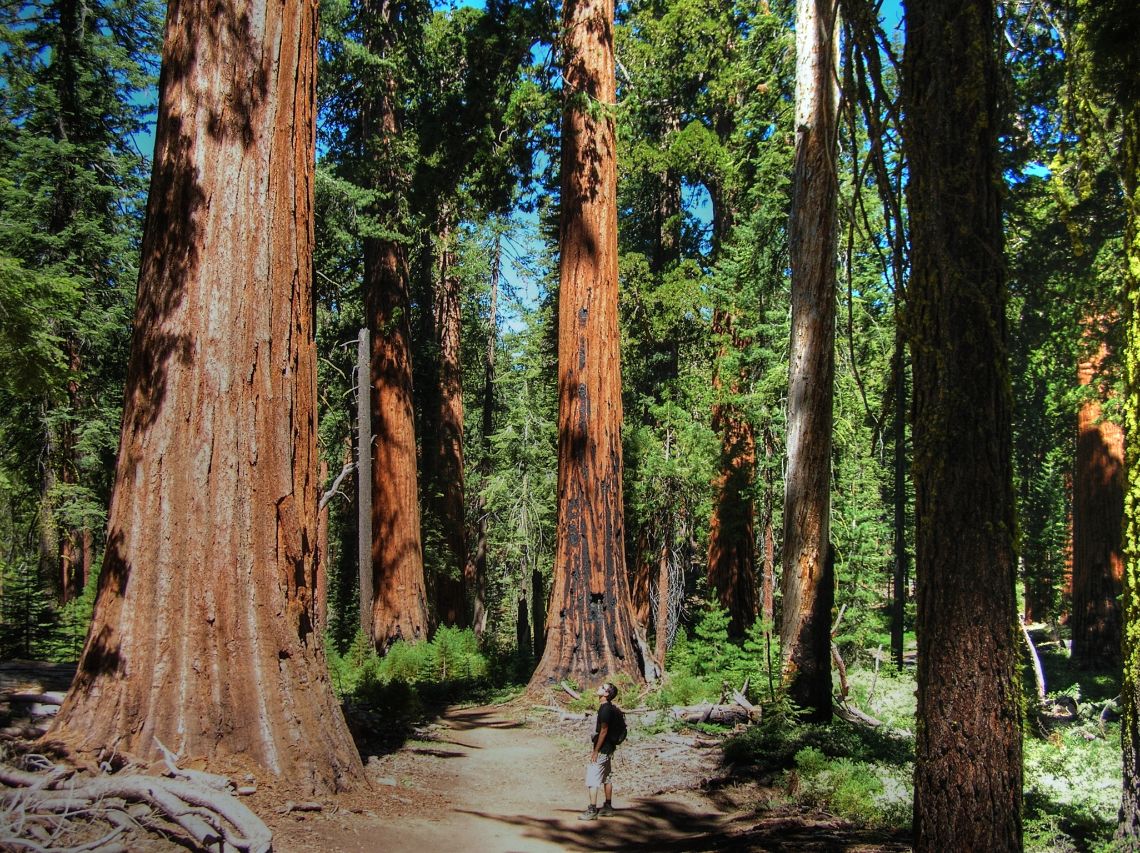 Que ver en Yosemite - Mariposa Grove, bosque de sequoias gigantes