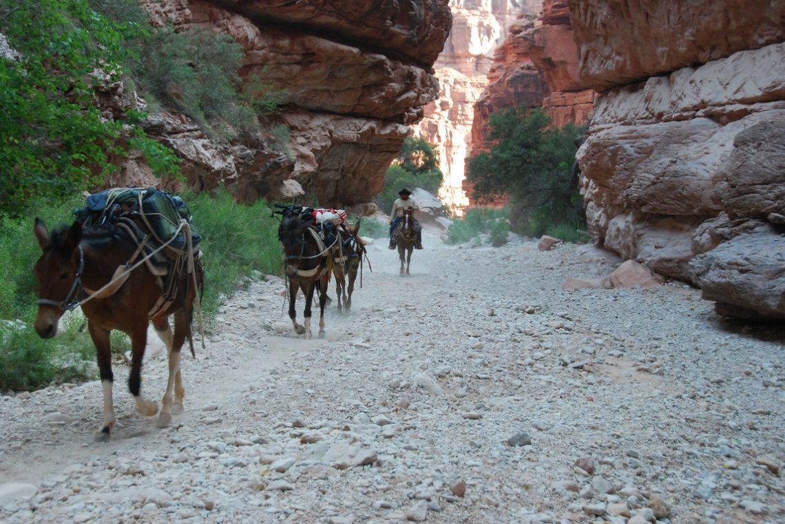Ruta Havasupai - Caravanas de caballos de la tribu de los Havasupai que transportan el equipaje de los viajeros.