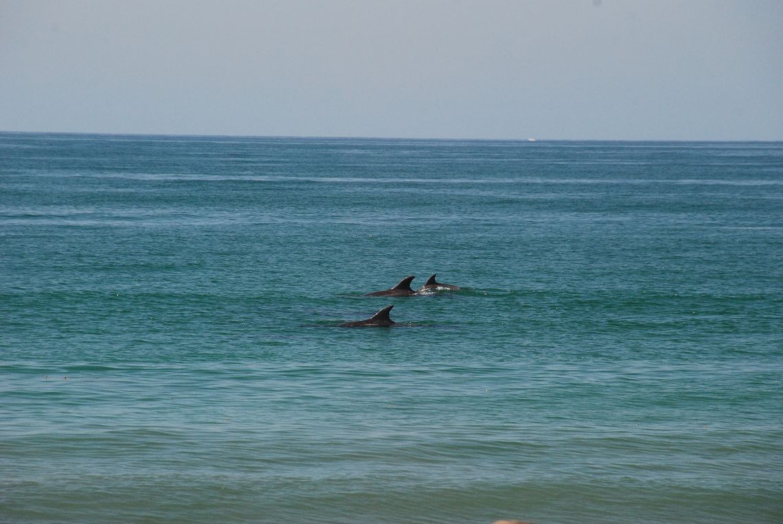 santa monica beach los angeles delfines