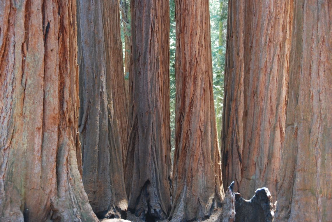 Sequoia National Park - Sequoias gigantes en la ruta CongressTrail, en la zona del Giant Forest.