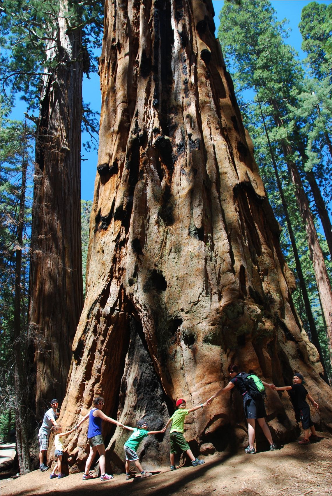 Sequoia National Park - Sequoia gigante en la ruta CongressTrail, en la zona del Giant Forest.