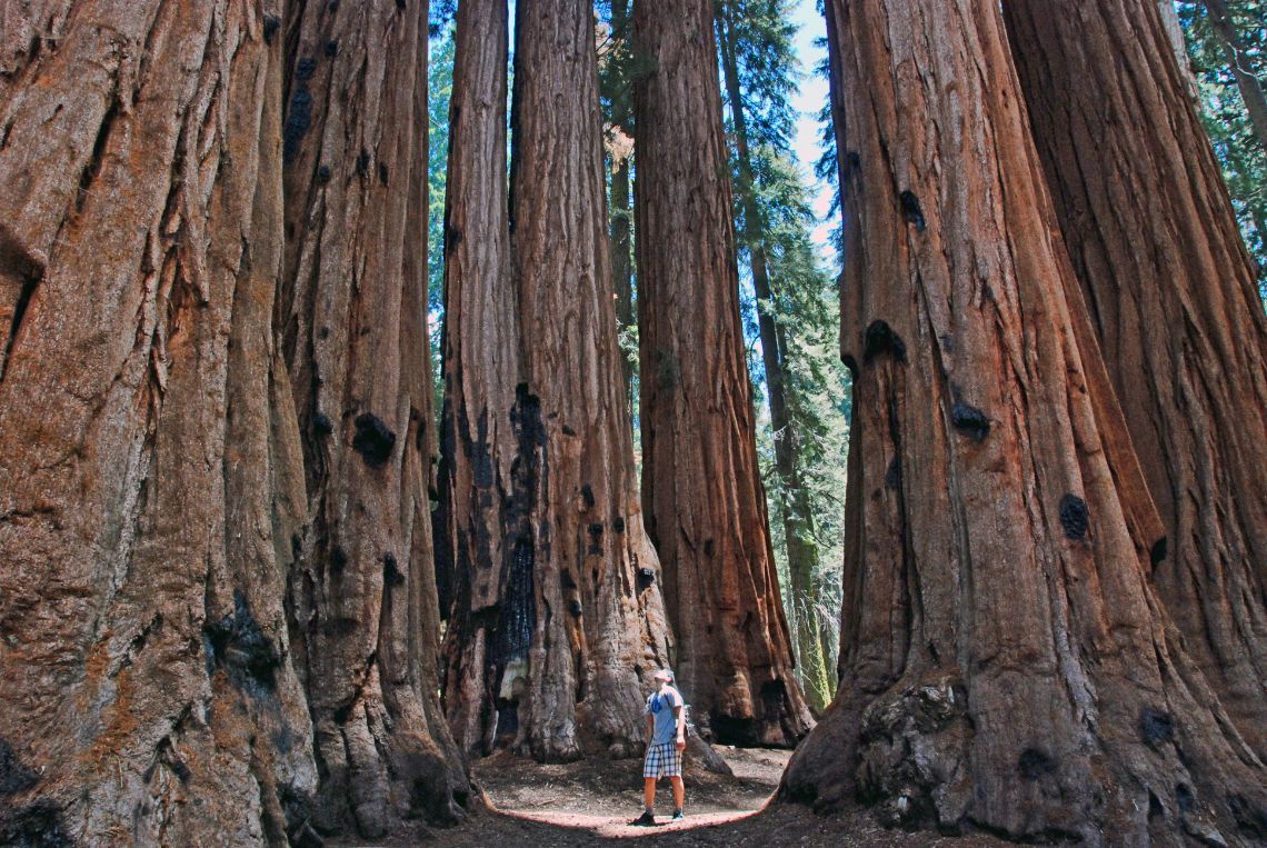 Sequoia National Park - vista de la inmensidad de las sequoias en The Senate, El Senado. Está situado en la zona del Giant Forest, en el llamado Congress Trail.