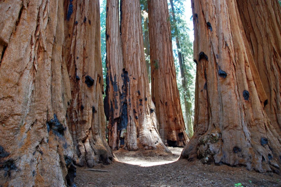 Sequoia National Park - vista de The Senate o El Senado. Maravillosas sequoias gigantes muy juntas. Está situado en la zona del Giant Forest, en el llamado Congress Trail.