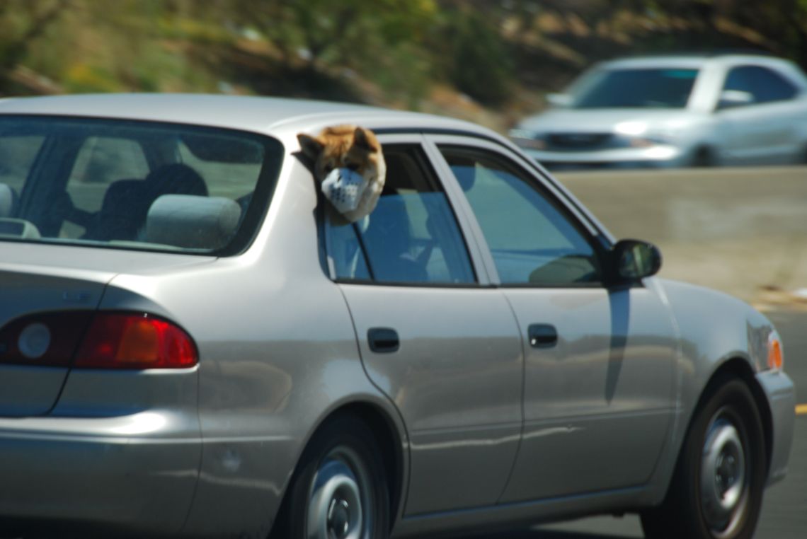 Trayecto en coche de San Francisco a Yosemite. Perro en un coche sacando la cabeza.