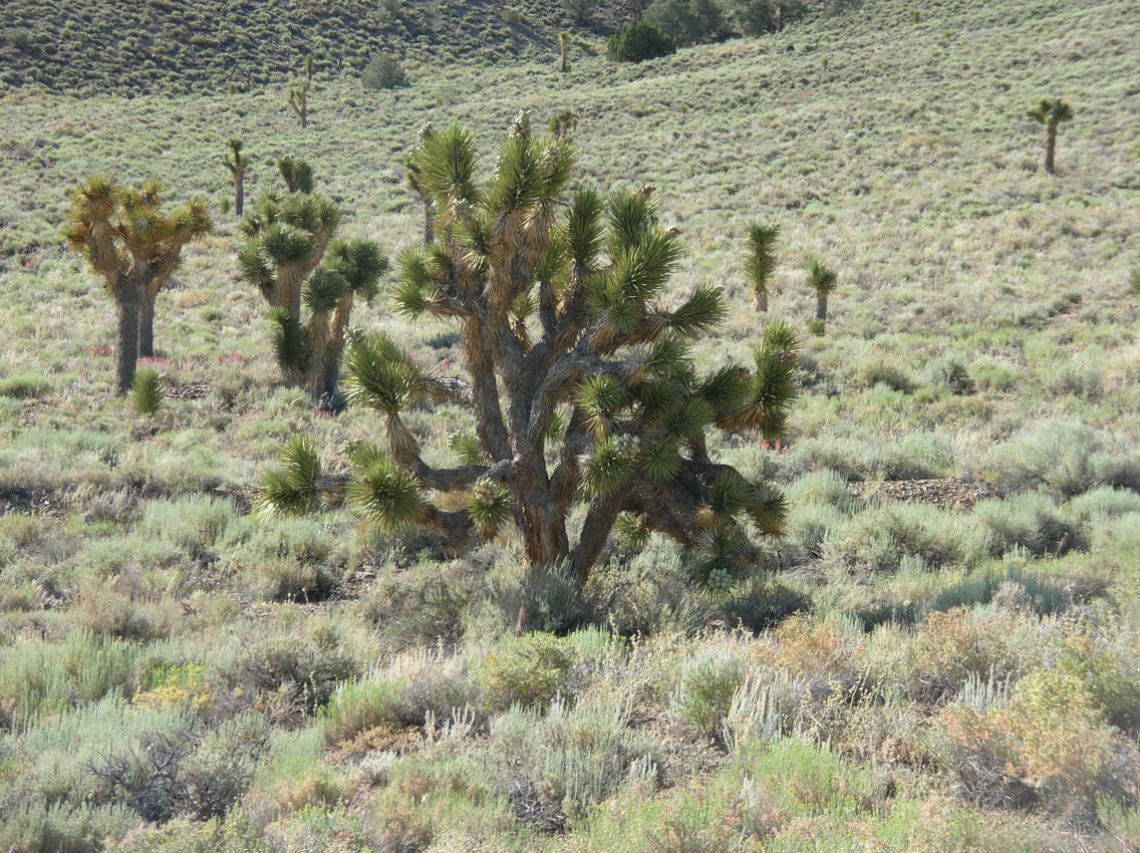 Desierto Mojave - Joshua Tree con tren gigante al fondo, California.