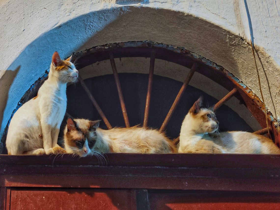 gatos medina fez marruecos