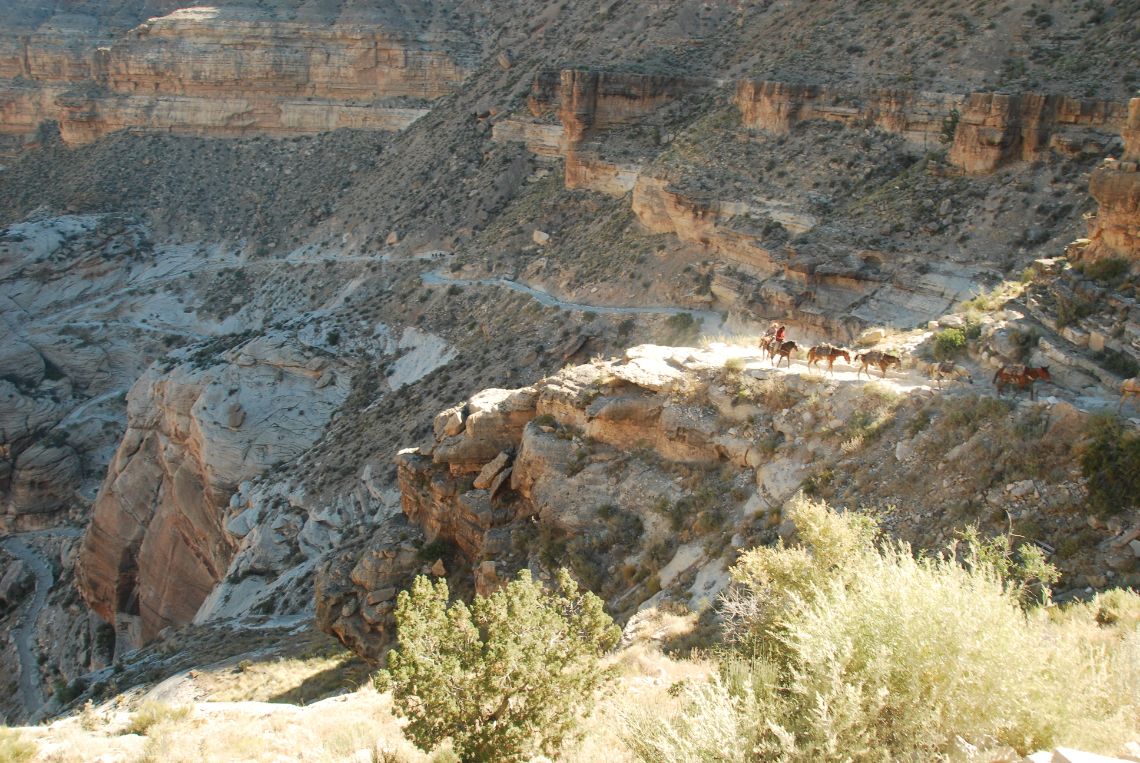 Havasu Falls cómo llegar - Caballos circulando por las famosas switchbacks cerca de Hualapai Hilltop, inicio de la ruta a la tribu de los Havasupai.