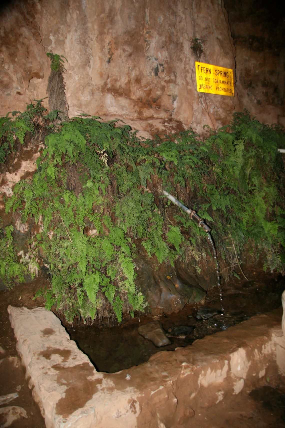 Havasupai Campground - Fuente Fern Spring situada en el incio del camping, cerca de las Havasu Falls. El agua sale muy fresca!