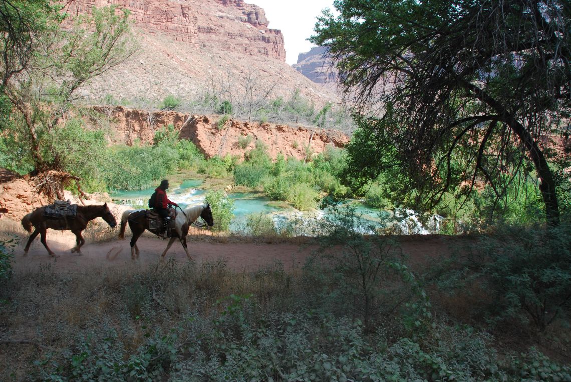 Havasu Falls cómo llegar - Caballos en la ruta hacia el camping Havasupai campground situado en la tribu de los Havasupai.