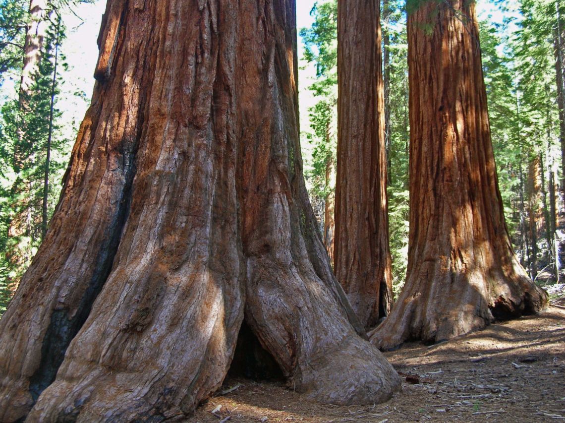 Qué ver en Yosemite - Mariposa Grove, sequoias gigantes llamadas Bachelor and 3 Graces
