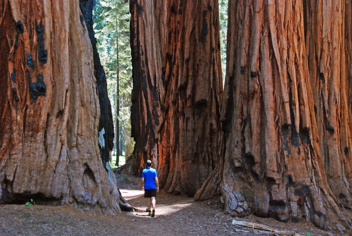Sequoia National Park - vista de la inmensidad de las sequoias gigantes en The Senate, El Senado. Está situado en la zona del Giant Forest, en el llamado Congress Trail.