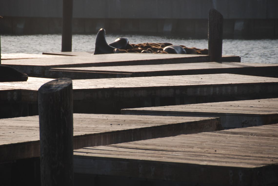 San Francisco - Pier 39 y sus famosos leones marinos. Están por todo el muelle.
