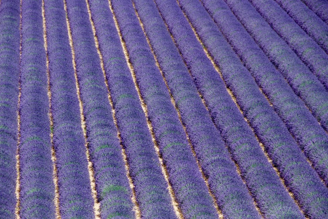 campos lavanda moustiers sainte marie 2