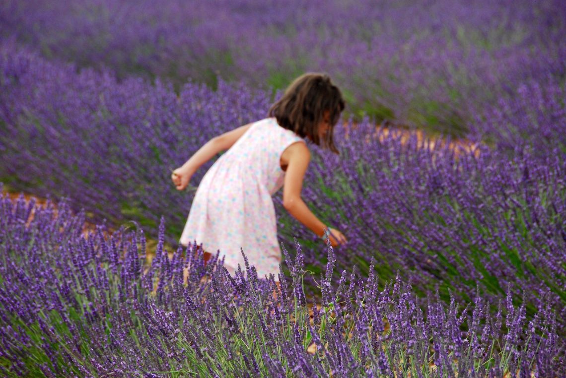 campos lavanda moustiers sainte marie kid