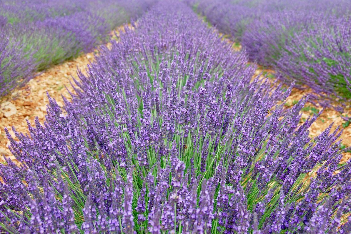 campos lavanda moustiers sainte marie zoom