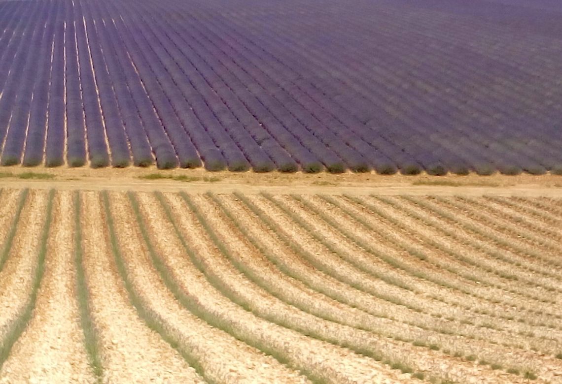 campos lavanda moustiers sainte marie