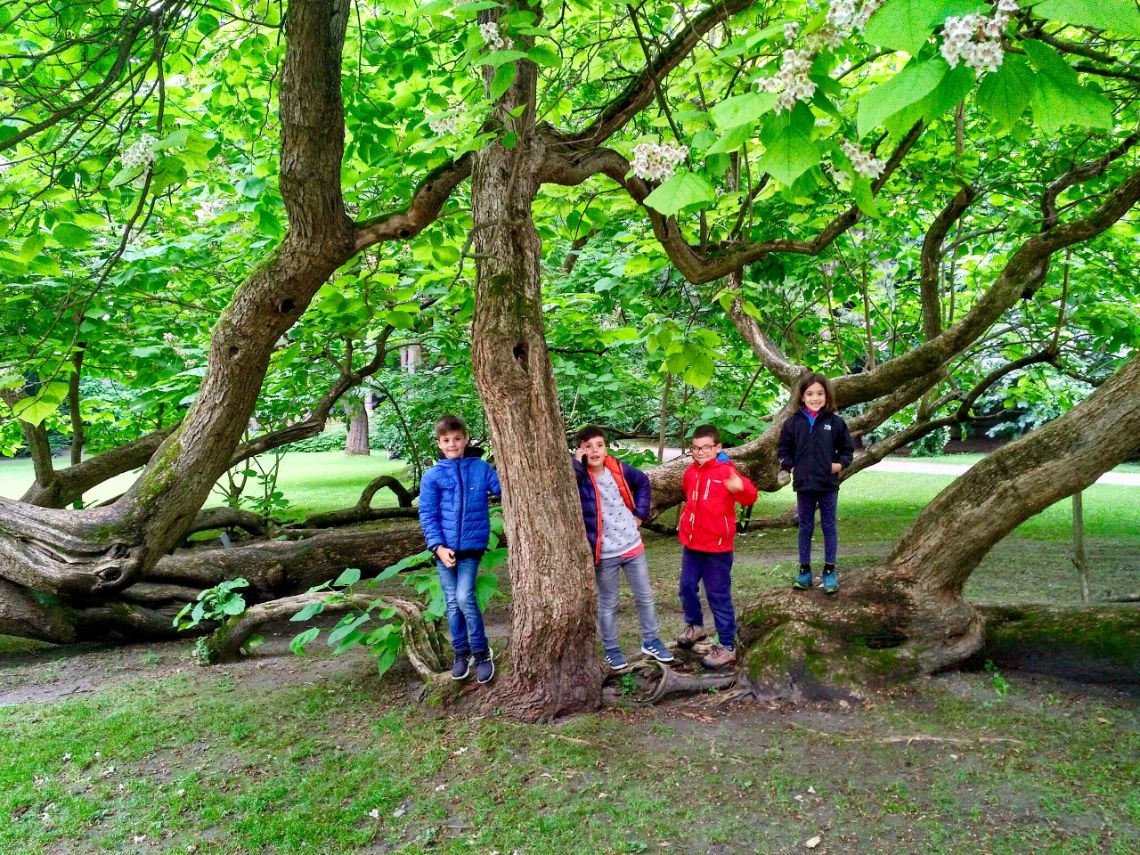 innsbruck parque arbol