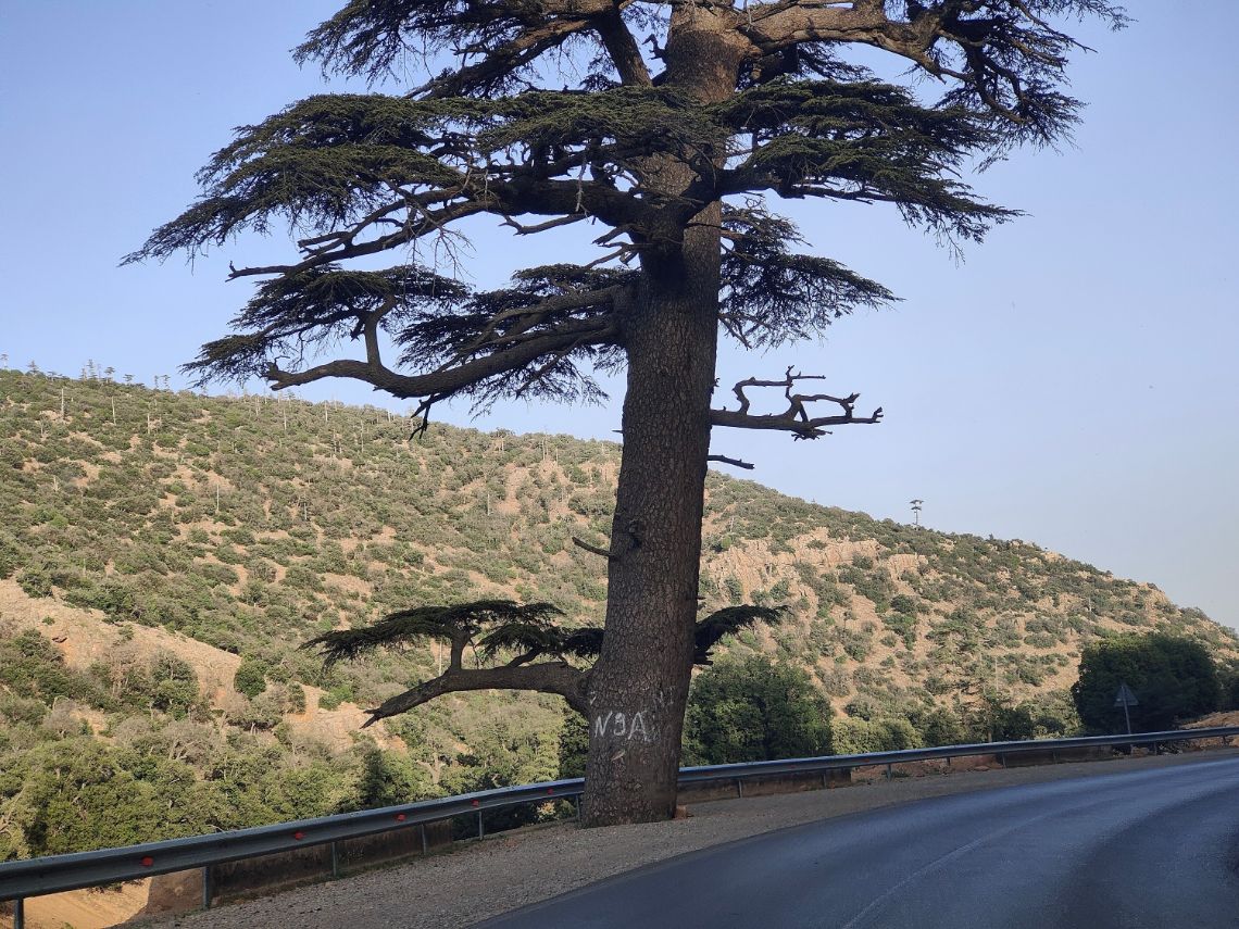 ifrane medio atlas marruecos