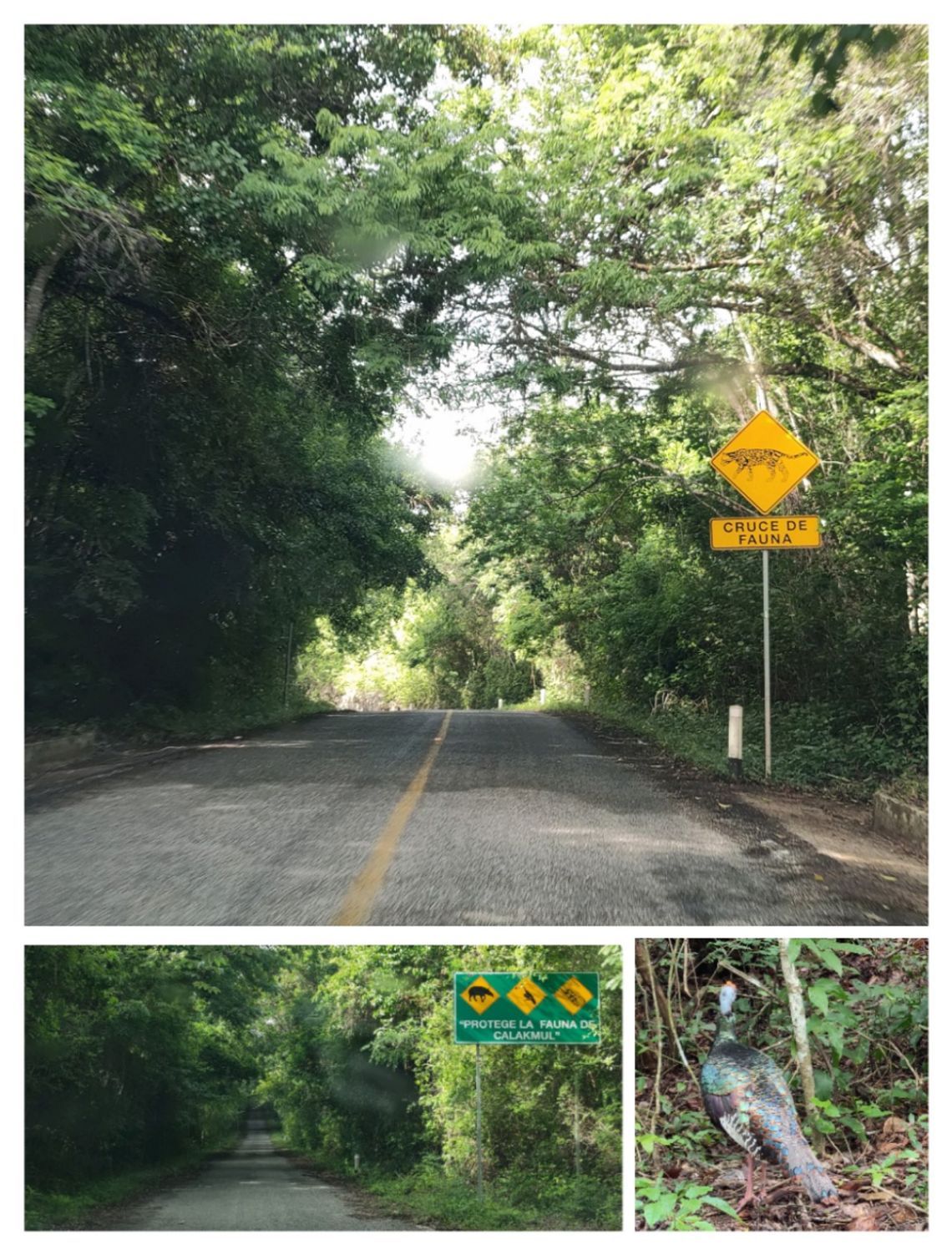 calakmul carretera