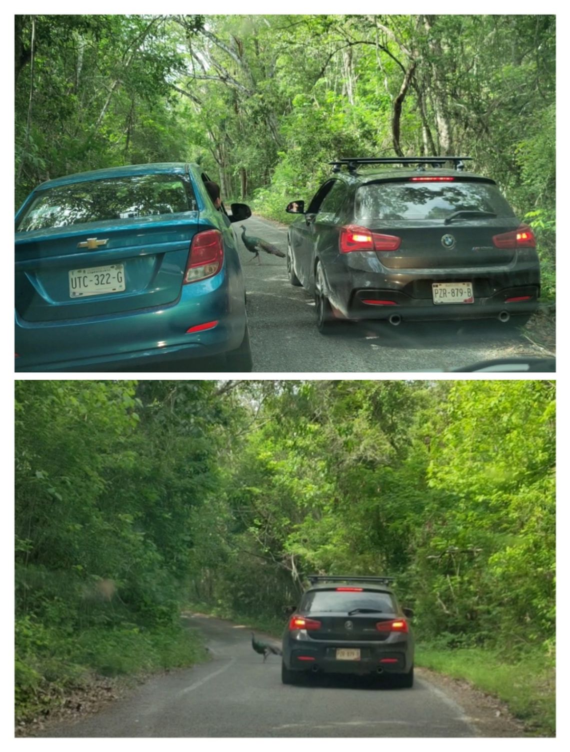 calakmul pavo