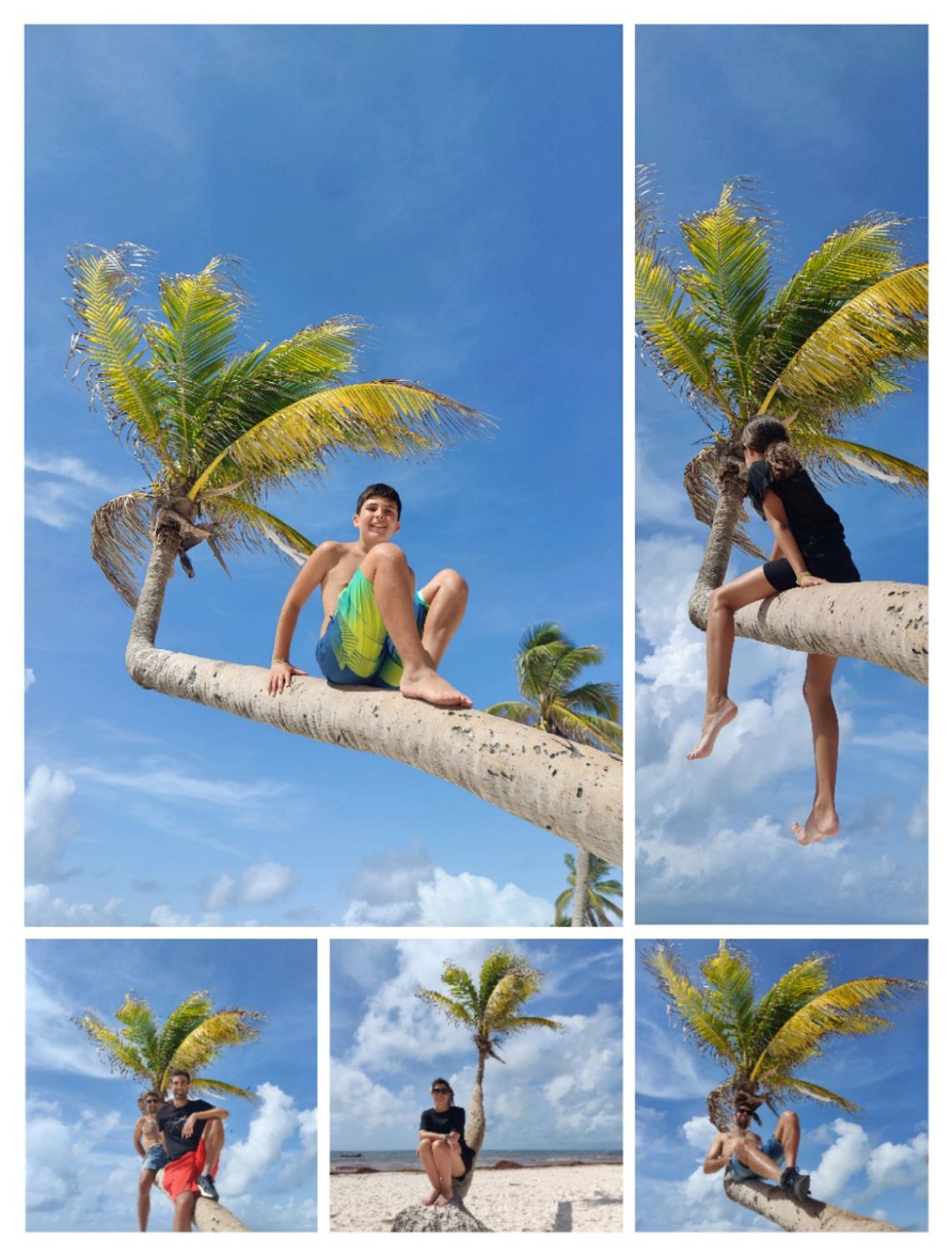 palmera collage