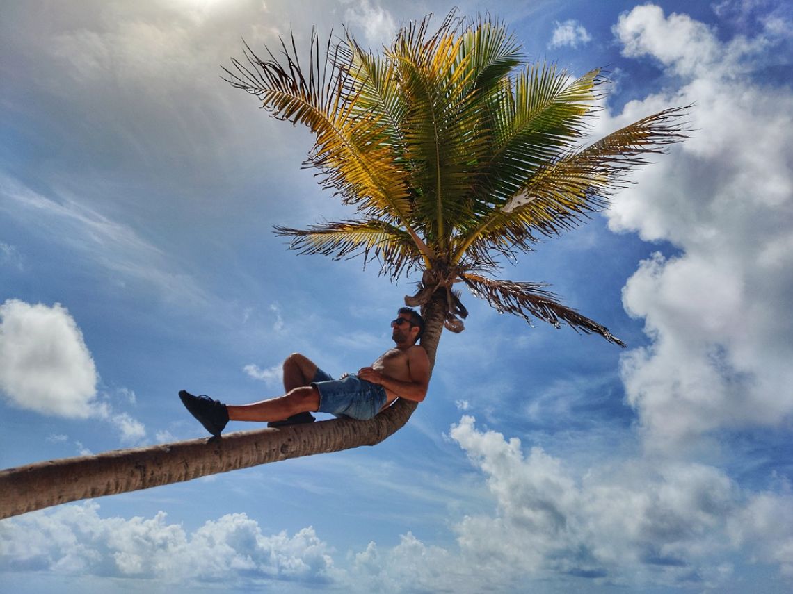 palmera