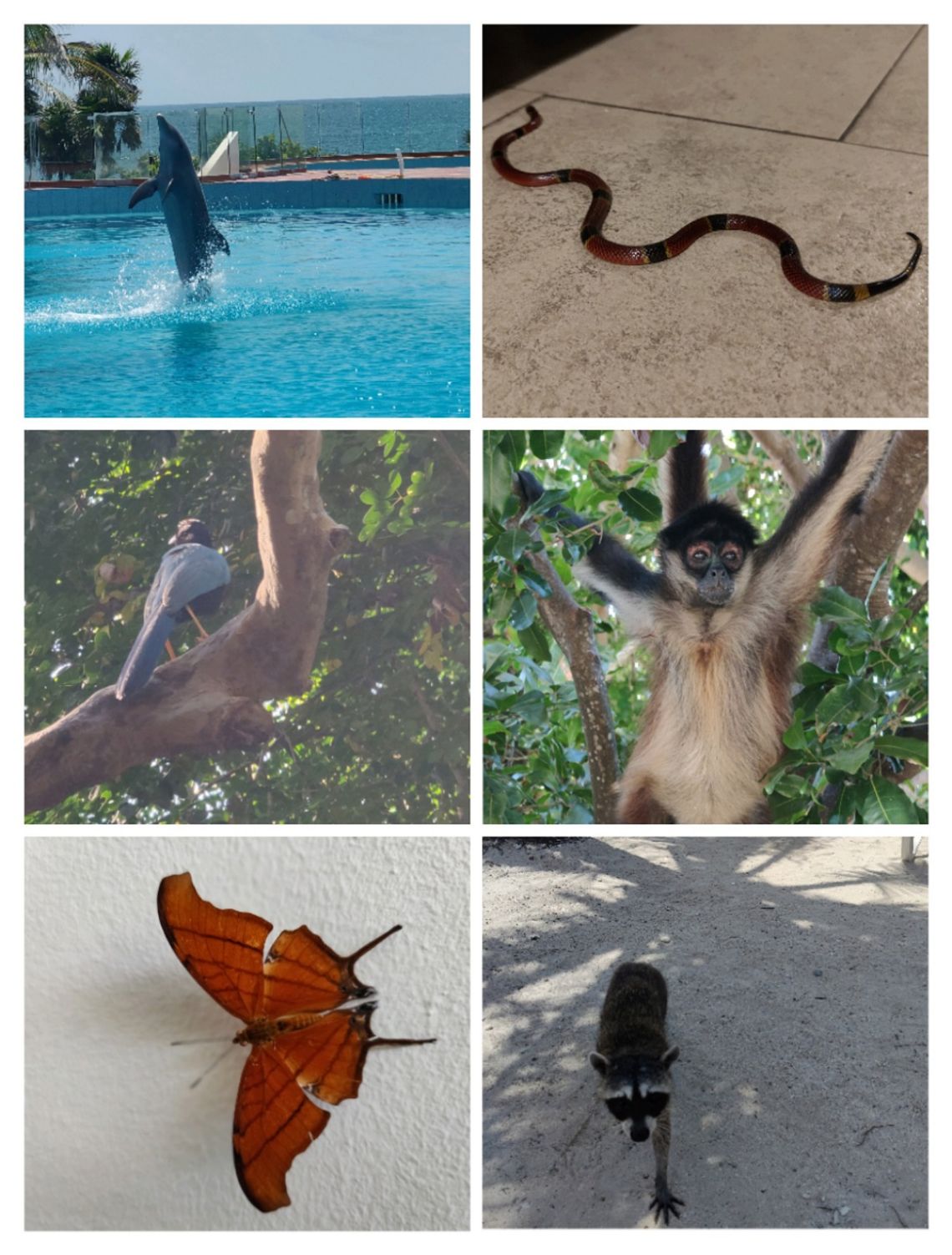 grand sirenis animales