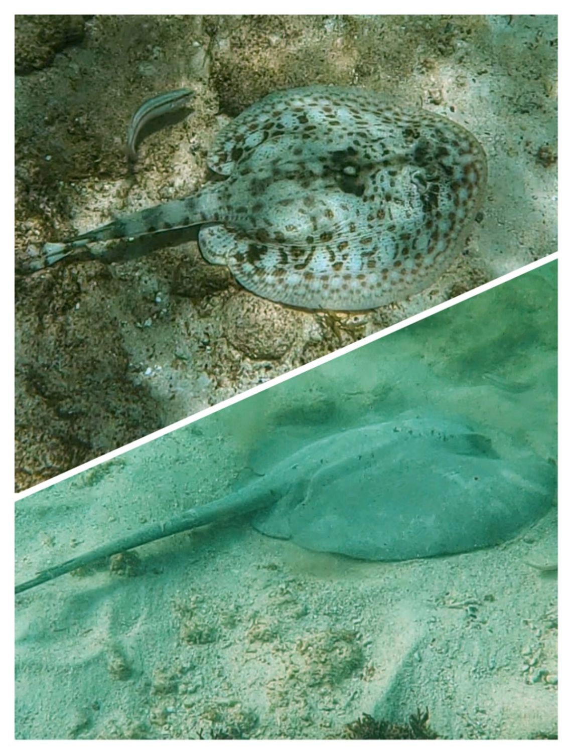 grand sirenis snorkel 2