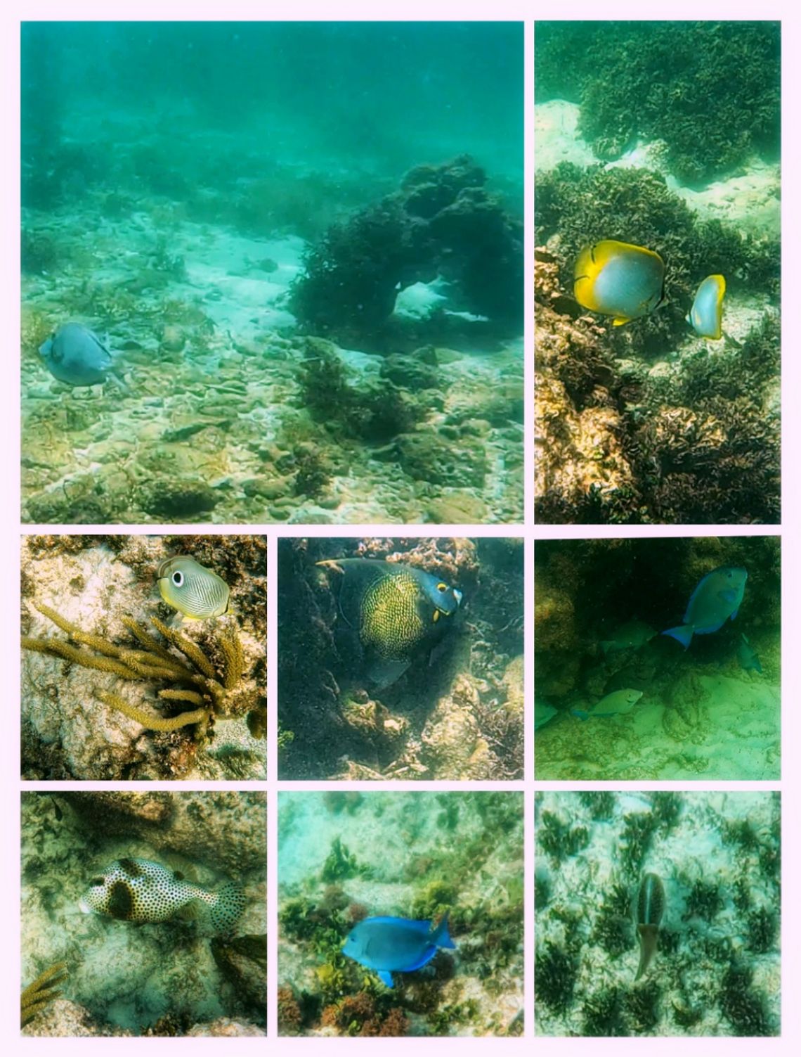 grand sirenis snorkel