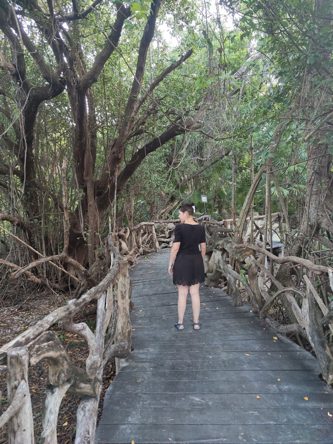 manglar