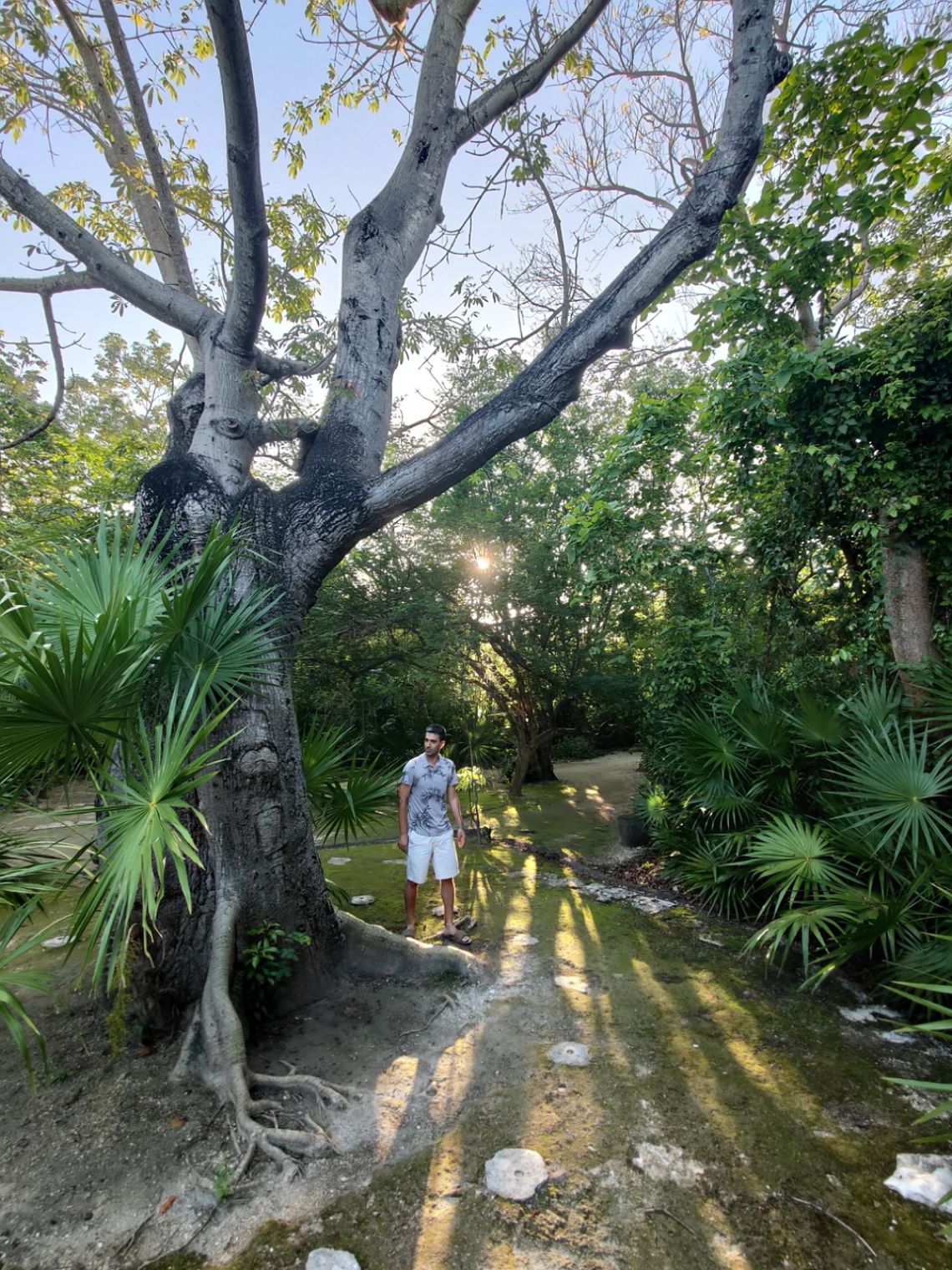 sandos caracol arbol ceiba