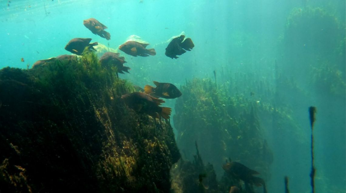 sandos caracol cenote cristalino 2