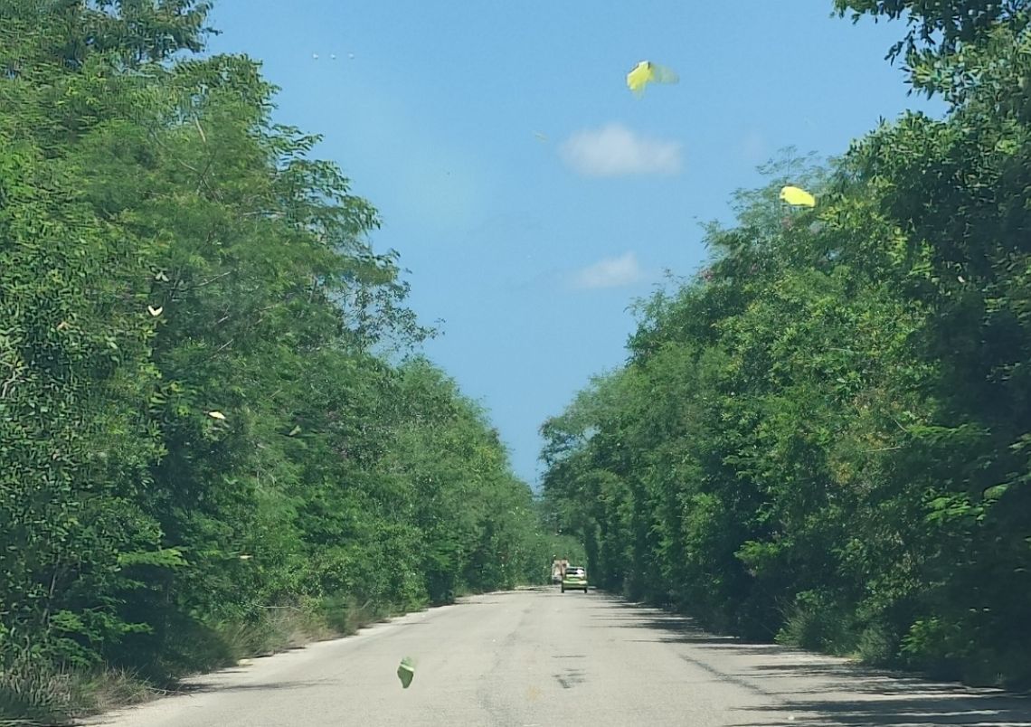 mariposas
