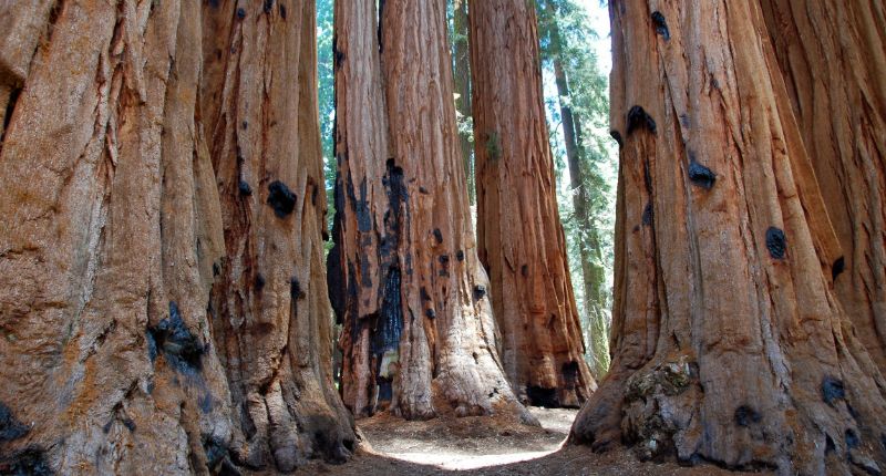 Sequoia National Park - vista de The Senate o El Senado. Maravillosas sequoias gigantes muy juntas. Está situado en la zona del Giant Forest, en el llamado Congress Trail.