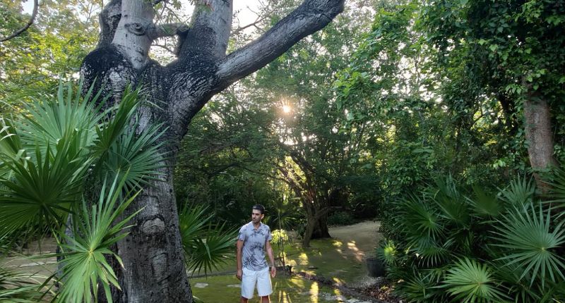 sandos caracol arbol ceiba