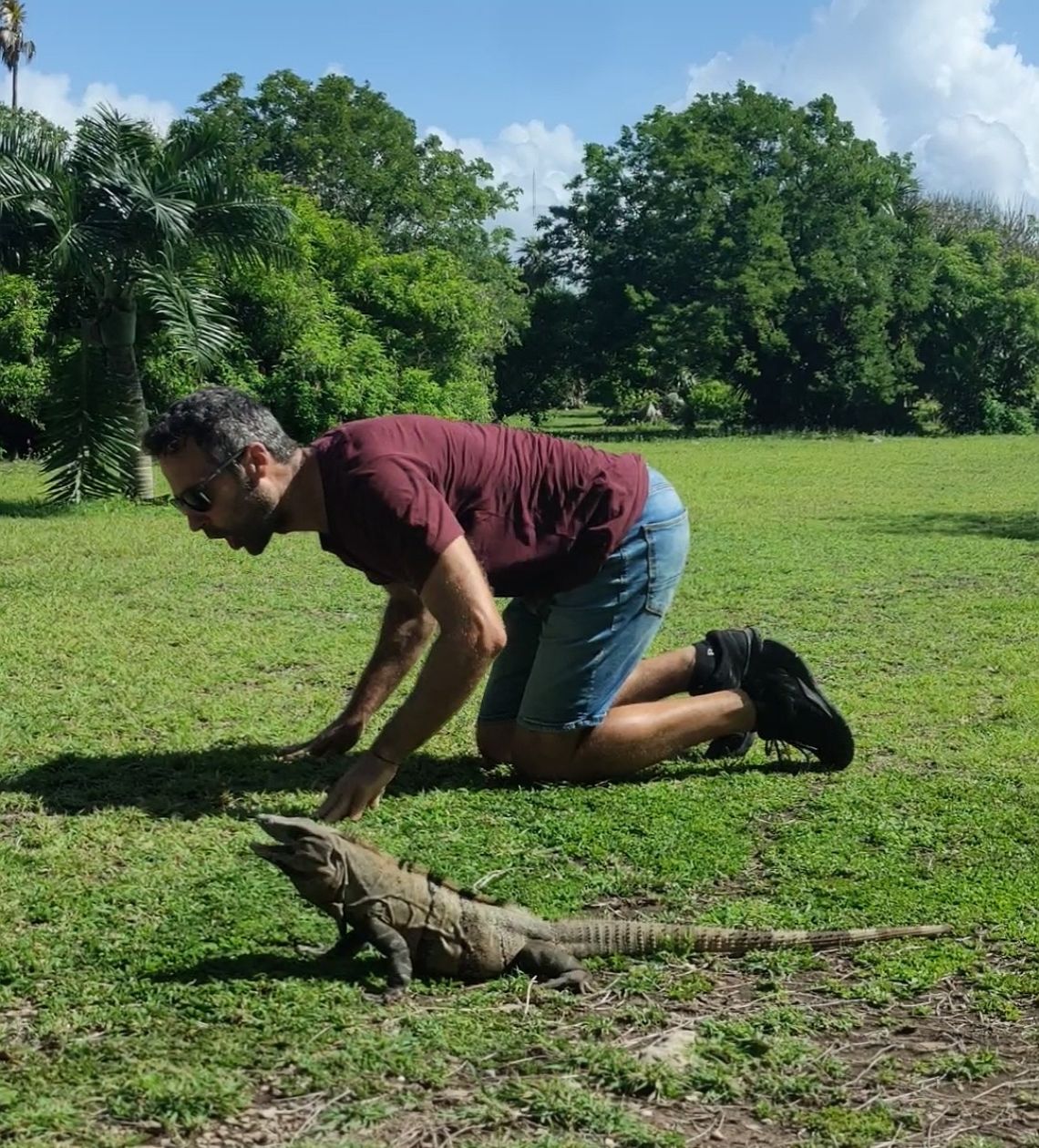 iguana