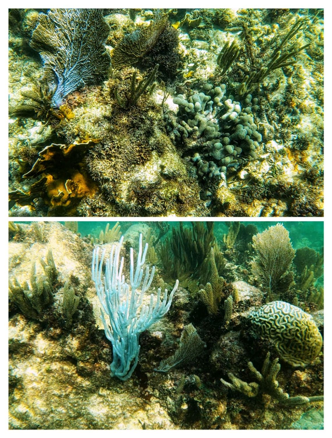 grand sirenis snorkel 3
